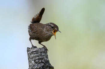 Winter wren / Winter wren