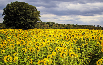 Sonnenblumen / ***