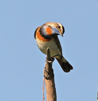 Blaukehlchen / ***