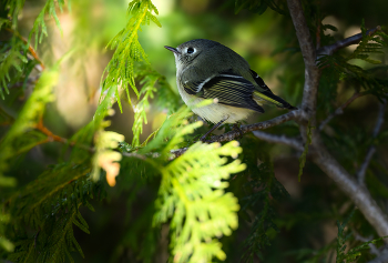 Ruby-crowned kinglet / Ruby-crowned kinglet