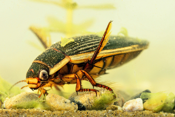 Coleoptera / Gelbrandkäfer( Dytiscus marginalis ),
die Taucher unter den Käfern
