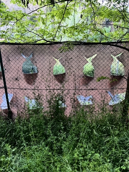 Bunnies / ***