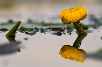 Waterlily. / ***