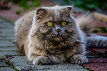  / Nikon D3000