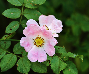 Rosa Rose / ***