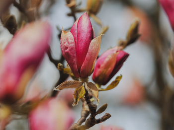 Magnolienbaum / ***