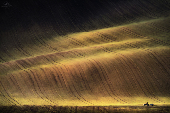 Surfer / ***