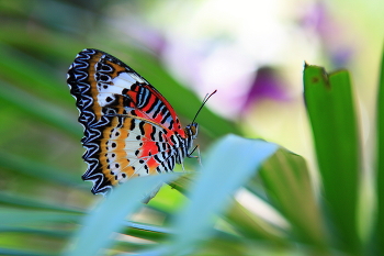 Cethosia hypsea / ***