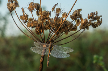 Dragonfly / ***