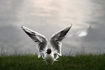 am Ufer / ***