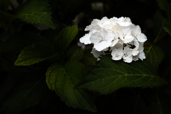 Ohne Titel / ***
