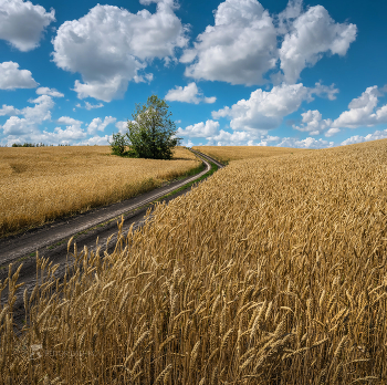 Weg / ***