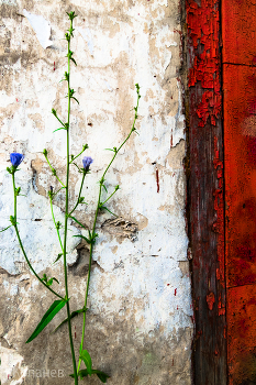 City / ***