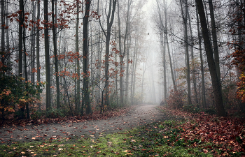 im Nebel / ***