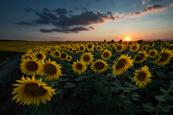 Abend im Juli / ***