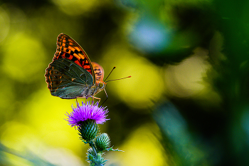 Über ein Schmetterling / ***