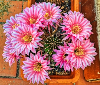 Reus - flors de cactus - Baix Camp / Reus - flors de cactus - Baix Camp