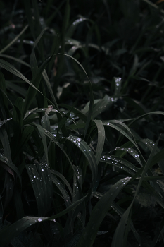 Gras / ***
