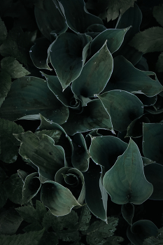 Gras / ***