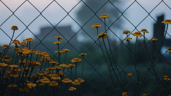 Blumen / ***