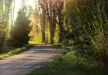 Der Weg in den Wald / ***
