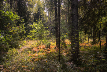 im Spätsommer / ***
