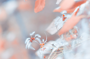 Klimatis / ***