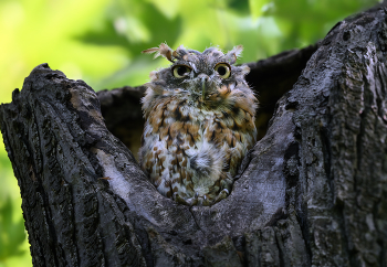 Eastern screech owl - Red morph (molting stage) / Eastern screech owl - Red morph (molting stage)