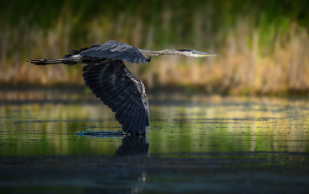 Great Blue Heron / Great Blue Heron