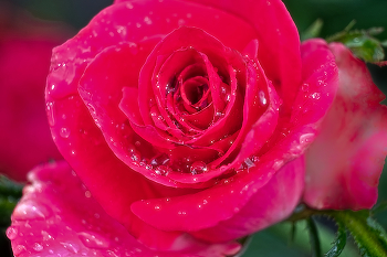 Rose / ***