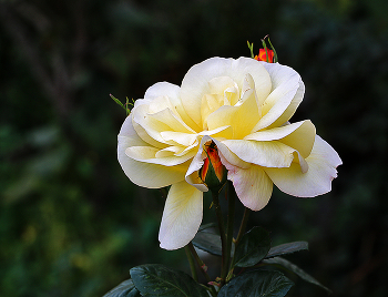 Herbst / ***