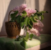 Flieder / ***