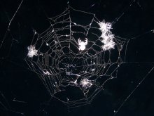 Netzwerk / ***