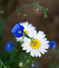 Farbe / ***