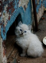 Baby / .....