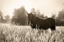 Roschkow b / -----------