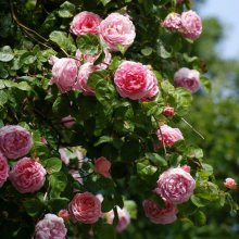 English rose / ***