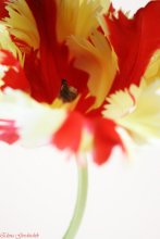 Tulip II / ***