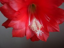 Blümchen / ***