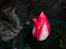 Tulpe und Kiska) / ***