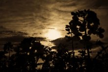 alles um den Sonnenuntergang / ..........