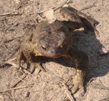 Froggy / ***