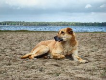 Hund / ***