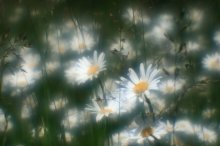 Gänseblümchen / ***