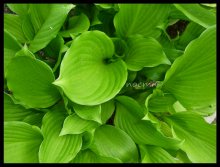 green / ..........