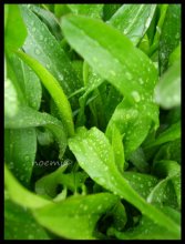 green2 / ..........