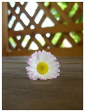 flower / ..........