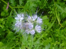 Botanischer Garten / *****