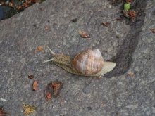 Schnecke / ***