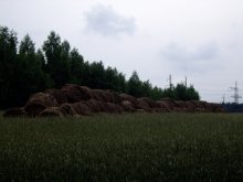 Natürliche Schönheit / ***